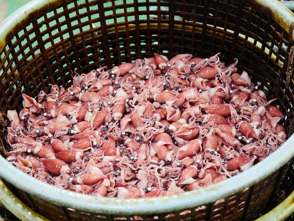 ほたるいか ボイル